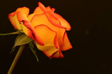 Koyu arkaplanda güzel parlak bir gül çiçeği 