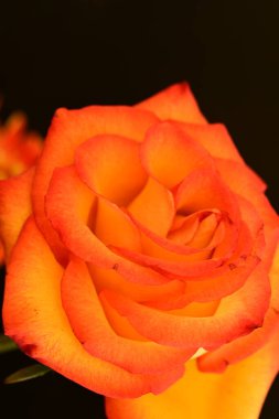 Koyu arkaplanda güzel parlak bir gül çiçeği 