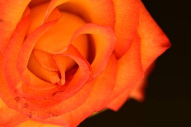 Koyu arkaplanda güzel parlak bir gül çiçeği 