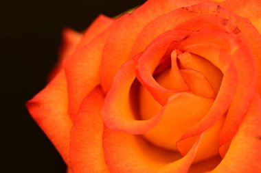 Koyu arkaplanda güzel parlak bir gül çiçeği 