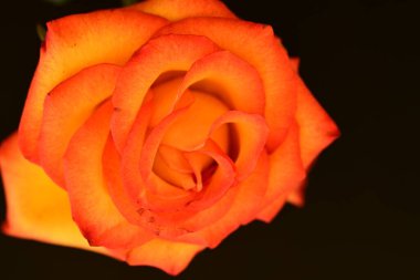 Koyu arkaplanda güzel parlak bir gül çiçeği 