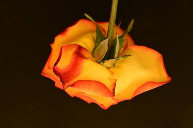 Koyu arkaplanda güzel parlak bir gül çiçeği 