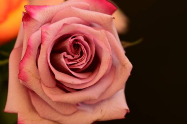 Koyu arkaplanda güzel parlak bir gül çiçeği 