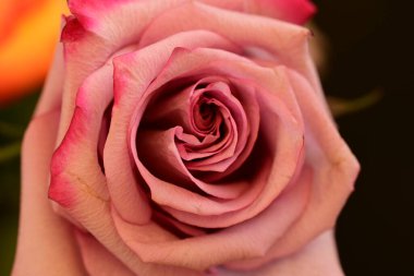 Koyu arkaplanda güzel parlak bir gül çiçeği 