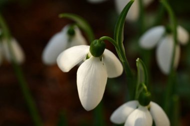 Güzel kardamlaları çiçek açıyor, kapat