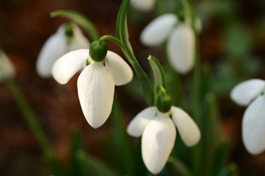 Güzel kardamlaları çiçek açıyor, kapat