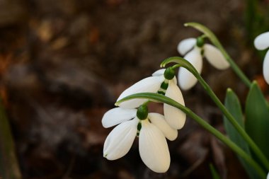 Güzel kardamlaları çiçek açıyor, kapat