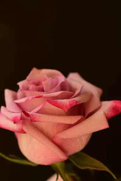 beautiful  bright rose flower on dark background