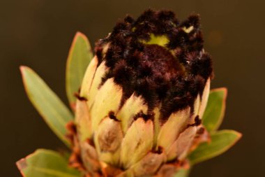 Güzel parlak çiçek, kapat