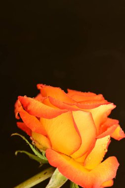 Koyu arkaplanda güzel parlak bir gül çiçeği 