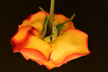 Koyu arkaplanda güzel parlak bir gül çiçeği 