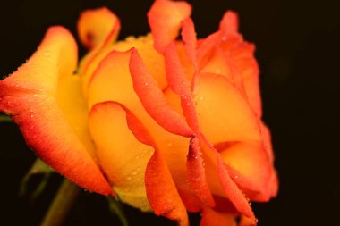 Koyu arkaplanda güzel parlak bir gül çiçeği 