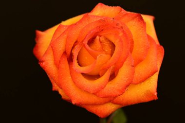 Koyu arkaplanda güzel parlak bir gül çiçeği 