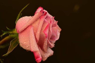 Koyu arkaplanda güzel parlak bir gül çiçeği 