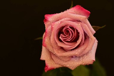 Koyu arkaplanda güzel parlak bir gül çiçeği 