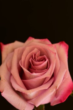 Koyu arkaplanda güzel parlak bir gül çiçeği 