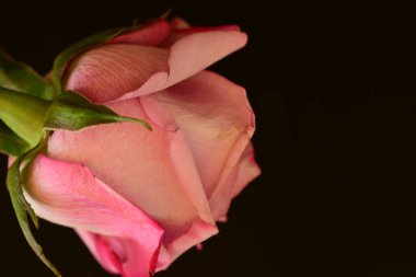 Koyu arkaplanda güzel parlak bir gül çiçeği 