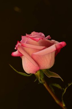 Koyu arkaplanda güzel parlak bir gül çiçeği 