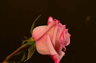 Koyu arkaplanda güzel parlak bir gül çiçeği 