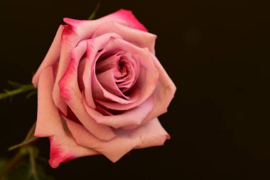 Koyu arkaplanda güzel parlak bir gül çiçeği 