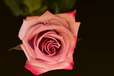 Koyu arkaplanda güzel parlak bir gül çiçeği 