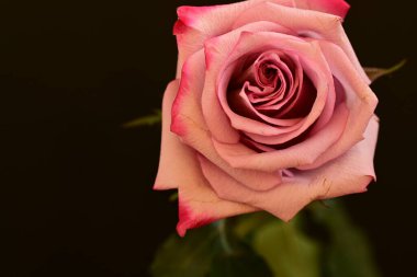 Koyu arkaplanda güzel parlak bir gül çiçeği 