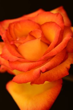 Koyu arkaplanda güzel parlak bir gül çiçeği 