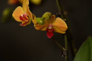 güzel parlak Çiçekler, yakın