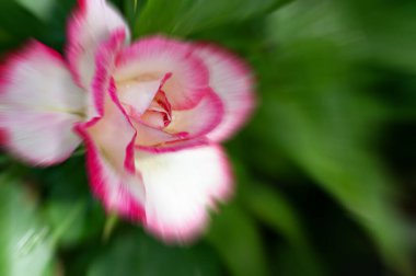 Güzel parlak çiçek, kapat