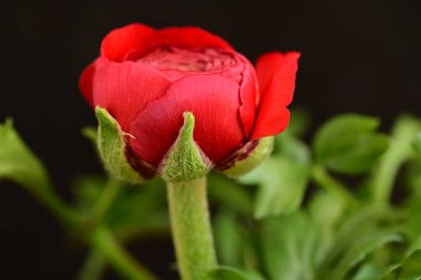 Güzel parlak çiçek, kapat