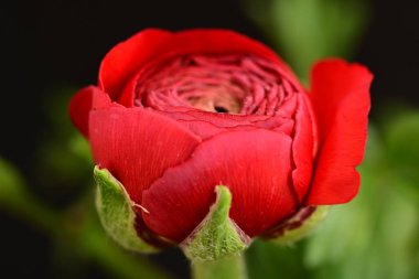 Güzel parlak çiçek, kapat