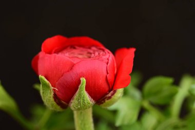 Güzel parlak çiçek, kapat