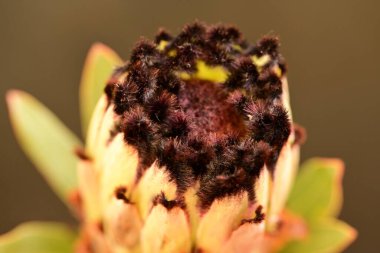 Güzel parlak çiçek, kapat