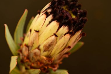 Güzel parlak çiçek, kapat