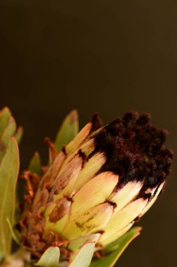 Güzel parlak çiçek, kapat