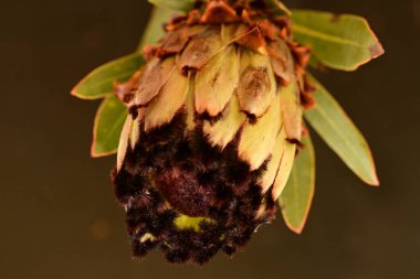 Güzel parlak çiçek, kapat