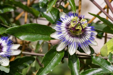 Bahçedeki güzel, parlak çiçekler, kapat