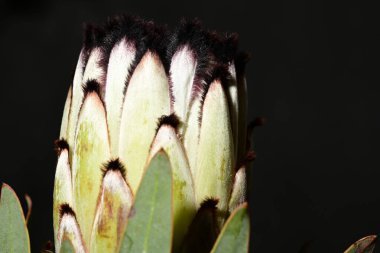 Güzel parlak çiçek, kapat