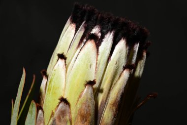 Güzel parlak çiçek, kapat