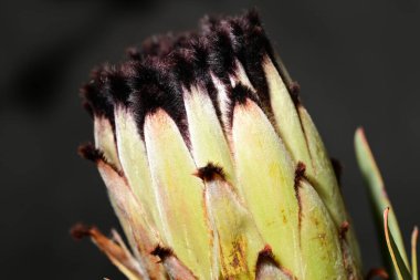 Güzel parlak çiçek, kapat