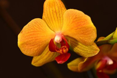 Güzel parlak çiçek, kapat