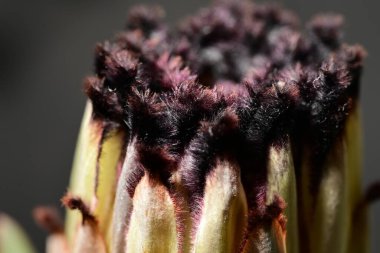 Güzel parlak çiçek, kapat