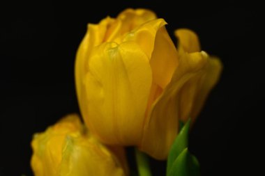 güzel parlak Çiçekler, yakın