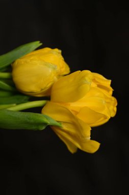 güzel parlak Çiçekler, yakın