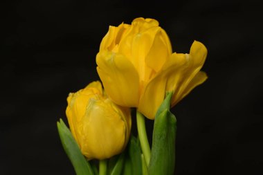 güzel parlak Çiçekler, yakın