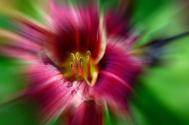 Güzel parlak çiçek, kapat