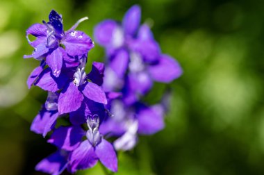 Güzel parlak çiçek, kapat