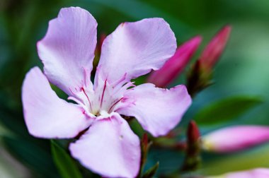 Güzel parlak çiçek, kapat