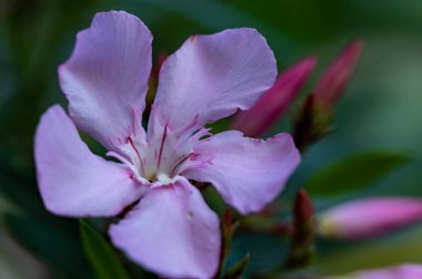 Güzel parlak çiçek, kapat