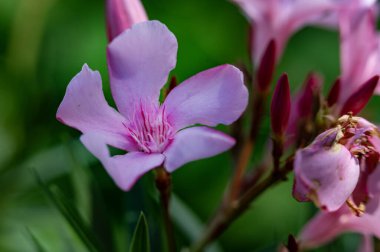 güzel parlak Çiçekler, yakın